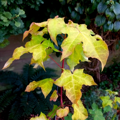 Les jardins du florilège à Bastogne - 10/2025