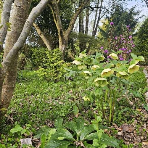 Hellébores aux jardins du Florilège à Bastogne