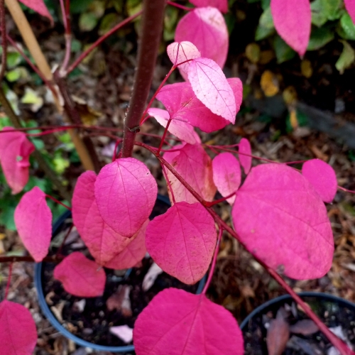 Les jardins du florilège à Bastogne - 10/2025