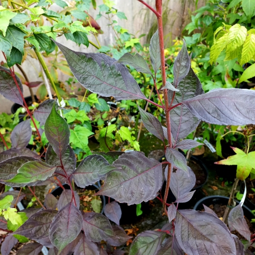 Les jardins du Florilège à Bastogne (Belgique) - 08/2025