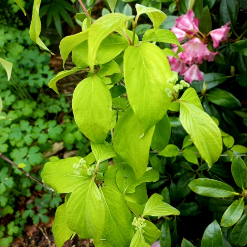 Les jardins du Florilège à Bastogne (Belgique) - 06/2025