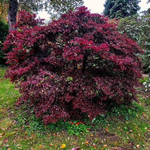 Arboretum Westonbirt à Tetbury (Angleterre) - 10/2025