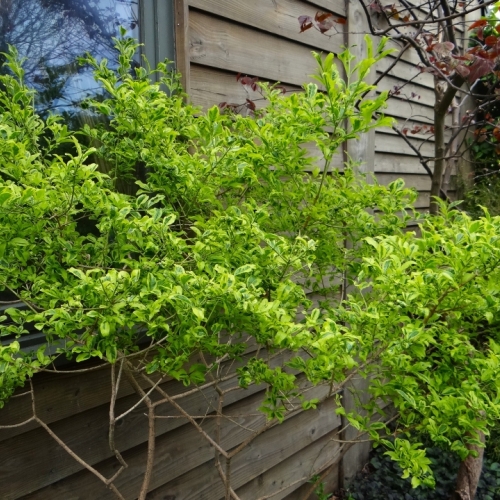 Les jardins du Florilège à Bastogne (Belgique) - 05/2015