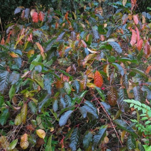 Jardin privé (France) - 11/2024