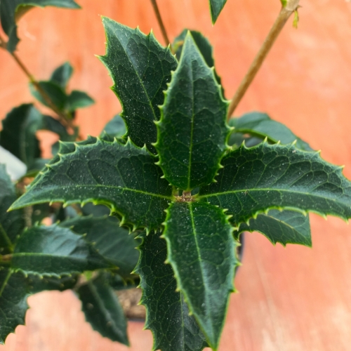 Les jardins du Florilège à Bastogne (Belgique) - 10/2025