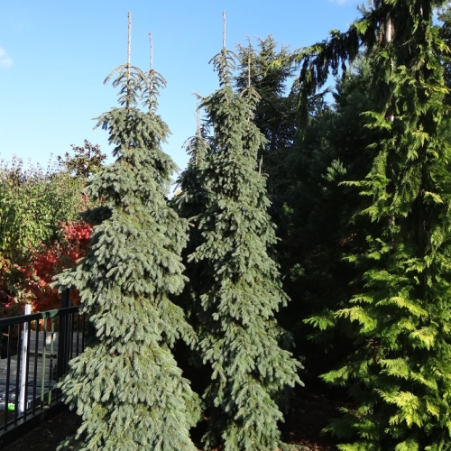 Pépinière Meuter à Heythuysen (Pays-Bas) - 09/2015