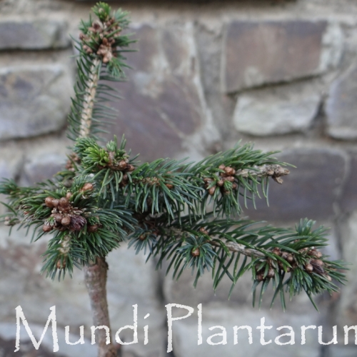 Les jardins du Florilège à Bastogne (Belgique) - 02/2018