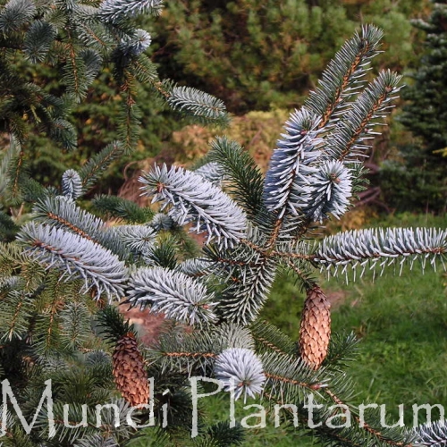 Pinetum Anthoine à Jamioulx (Belgique) - 07/2007