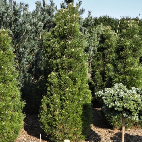 Pépinière Meuter à Heythuysen (Pays-Bas) 03/2015