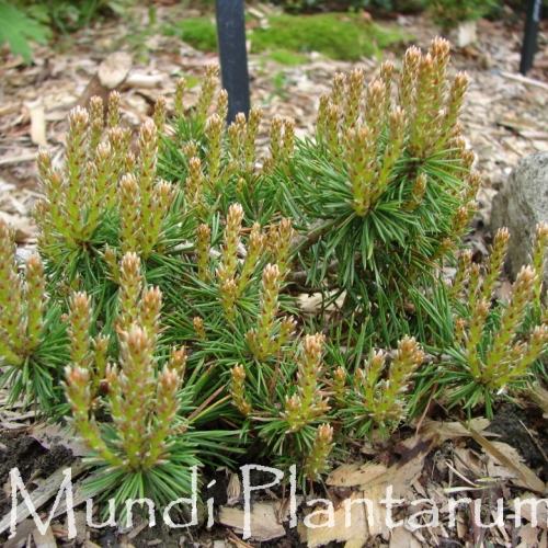 Les jardins du Florilège à Bastogne (Belgique) 06/2016