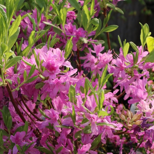 Baumschule-horstmann (Allemagne) - 04/2024