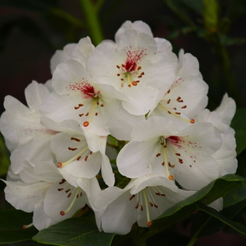 Pépinière Vitroplant à Ferrières (Belgique) - 05/-2024