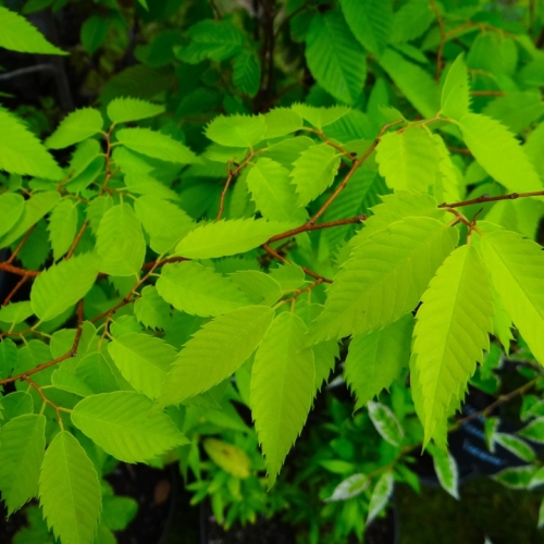 Journées des plantes de Chantilly (France) - 05/2016