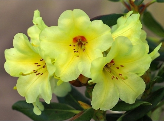 Pépinière Vitroplant à Ferrières (Belgique) - 05/2023