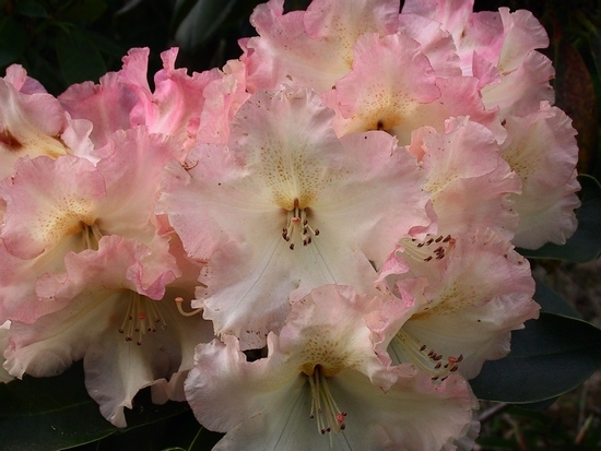 Pépinière Vitroplant à Ferrières (Belgique) - 05/2024