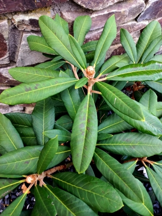 Les jardins du Florilège à Bastogne (Belgique) - 10/2025