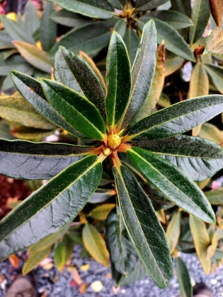 Les jardins du Florilège à Bastogne (Belgique) - 10/2025