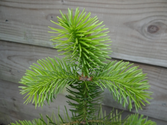 Les jardins du Florilège à Bastogne (Belgique) - 05/2021