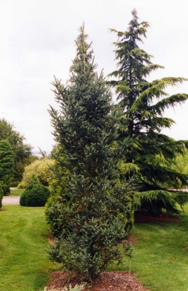 Jardin botanique de Nancy (France) - 08/2000