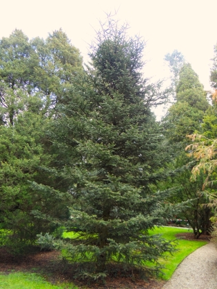 Pinetum Blijdenstein à Hilversum (Pays-Bas) - 04/2017