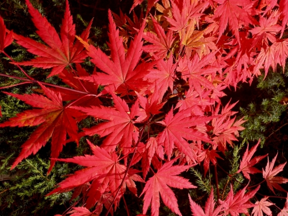 Les jardins du florilège à Bastogne (Belgique) - 09/2025