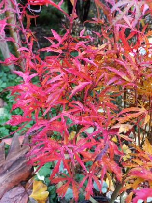 Les jardins du Florilège à Bastogne (Belgique) - 10/2025