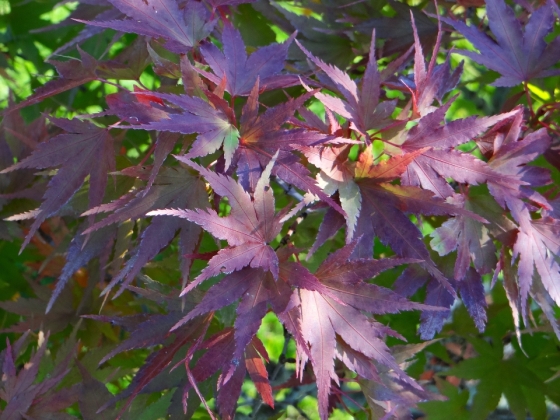 Journées des plantes de Beervelde (Belgique) - 10/2015