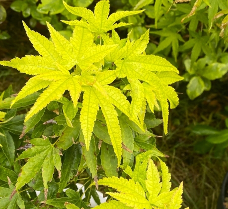 Les jardins du Florilège à Bastogne (Belgique) - 05 /2025