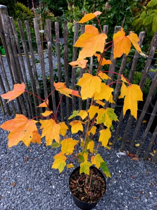 Les jardins du Florilège à Bastogne (Belgique) - 09/2025