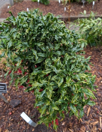 JC Raulston Arboretum à Raleigh (NC USA) - 12/2025