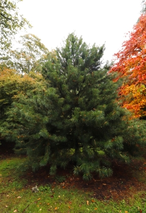 Arboretum Westonbirt à Tetbury (Angleterre) - 10/2025