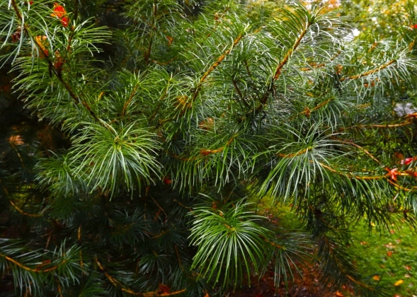 Arboretum Westonbirt à Tetbury (Angleterre) - 10/2025