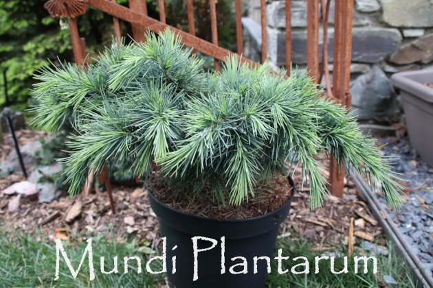 Les jardins du Florilège à Bastogne (Belgique) - 09/2018