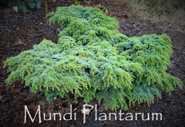 Pépinière Meuter à Heythuysen (Pays-Bas) - 09/2018