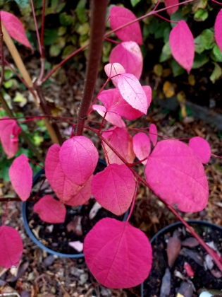 Les jardins du florilège à Bastogne - 10/2025