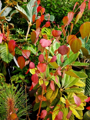 Les jardins du florilège à Bastogne - 09/2025