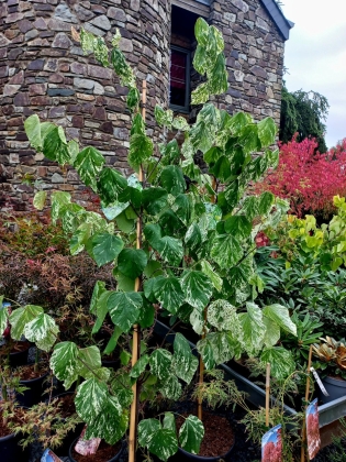 Les jardins du Florilège à Bastogne (Belgique) - 10/2025