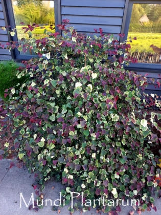 Kwekerij Meuter à Heythuysen (Pays-Bas) - 09/2024