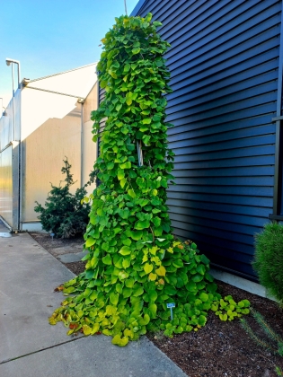 Pépinière Meuter à Heythuysen (Pays-Bas) - 09/2025