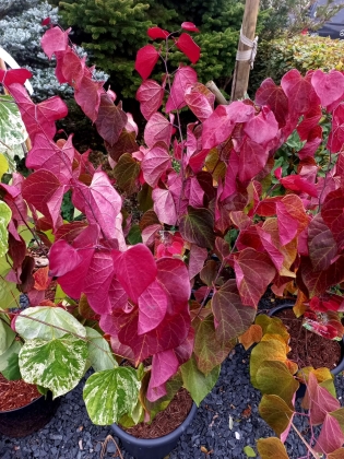 Les jardins du Florilège à Bastogne (Belgique) - 10/2025