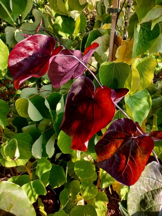 Les jardins du Florilège à Bastogne (Belgique) - 09/2025