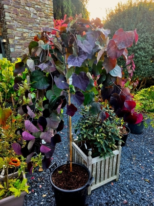 Les jardins du Florilège à Bastogne (Belgique) - 10/2025