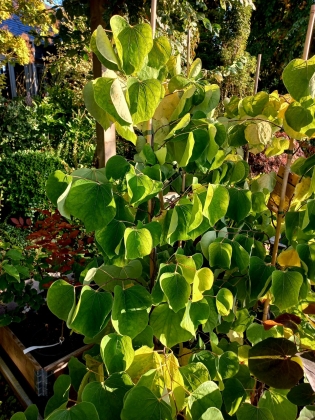 Les jardins du Florilège à Bastogne (Belgique) - 10/2025