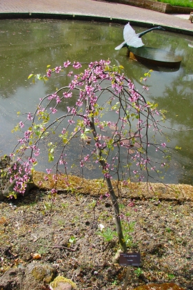 Arboretum de Trompenburg à Rotterdam (Pays-Bas) - 05/2009