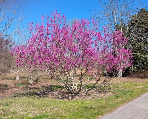 Norfolk Botanic Gardeb (USA) - 03/2025