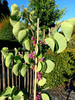 Les jardins du Florilège à Bastogne (Belgique) - 10/2025
