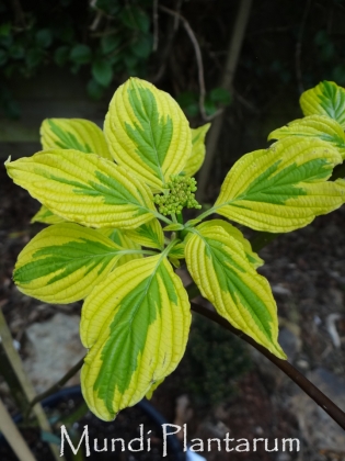 Les jardins du Florilège à Bastogne (Belgique) - 05/2018