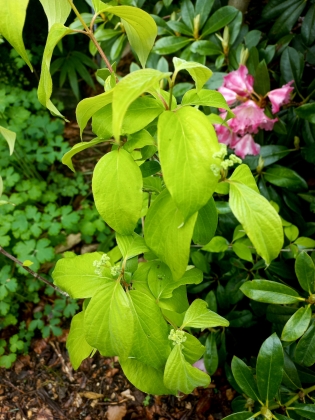 Les jardins du Florilège à Bastogne (Belgique) - 06/2025