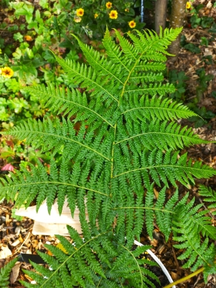 Les jardins du Florilège à Bastogne (Belgique) - 08/2025