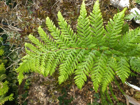 Les jardins du Florilège à Bastogne (Belgique) - 08/2025